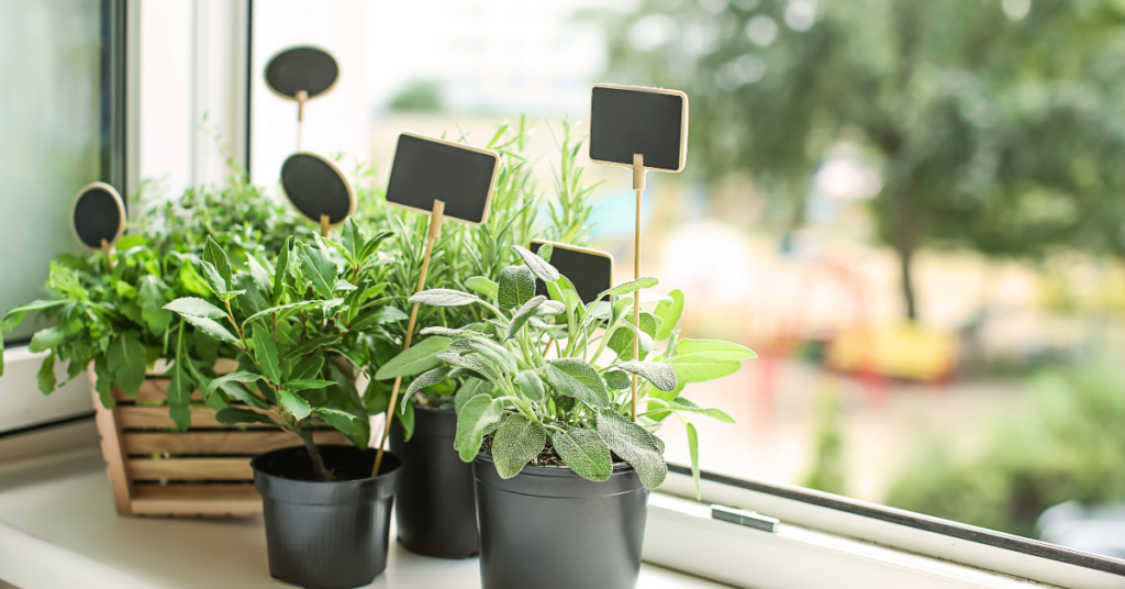 Potted herbs like sage, rosemary, and mint with blank labels on a sunny windowsill, illustrating a simple way to embrace herbal health at home.