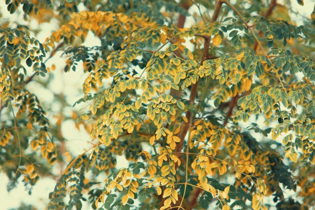 "Beautiful green and yellow leaves of the moringa plant, known for its health benefits and vibrant foliage, captured in natural light."