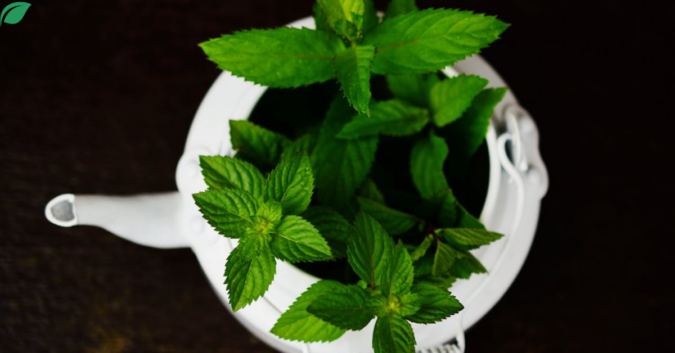 Discover The Peppermint Plant: Nature’s Health PowerhouseHealth