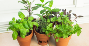 Read more about the article Common Home Remedies: Herbal Solutions You Can Start Using Today