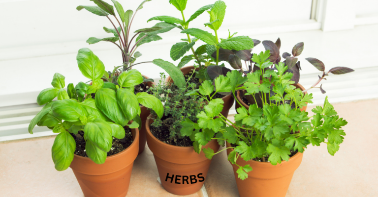 Four small pots of fresh herbs, including basil, parsley, thyme, and mint, sitting on a sunny windowsill, showcasing common home remedies for natural health benefits.